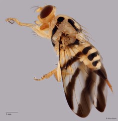 Tritaeniopteron tetraspilotum • © Arina Adom • All Rights Reserved