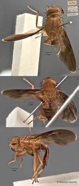Xarnuta leucotela • © Maimon Hussin • All Rights Reserved