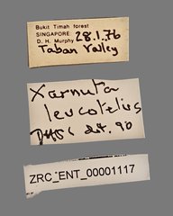 Xarnuta leucotela • All Rights Reserved Museum Label