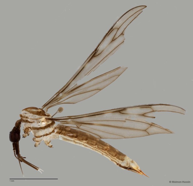 Tipulidae sp. "ZRCBDP0011321" • © Maimon Hussin • All Rights Reserved