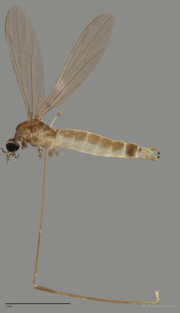 Tipulidae sp. "ZRCBDP0011380" • © Maimon Hussin • All Rights Reserved