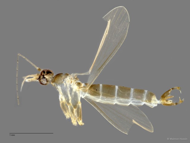 Tipulidae sp. "ZRCBDP0011597" • © Maimon Hussin • All Rights Reserved