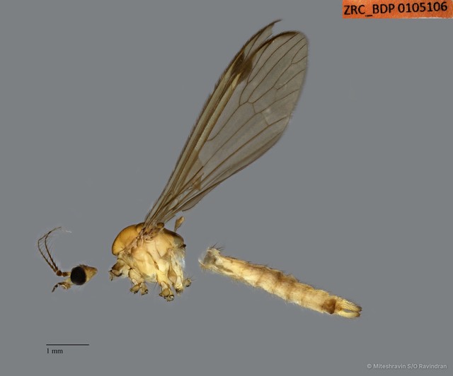 Tipulidae sp. "ZRCBDP0105106" • © Miteshravin S/O Ravindran • All Rights Reserved