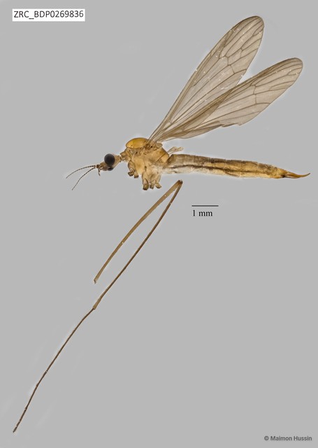 Tipulinae sp. "ZRCBDP0269836" • © Maimon Hussin • All Rights Reserved