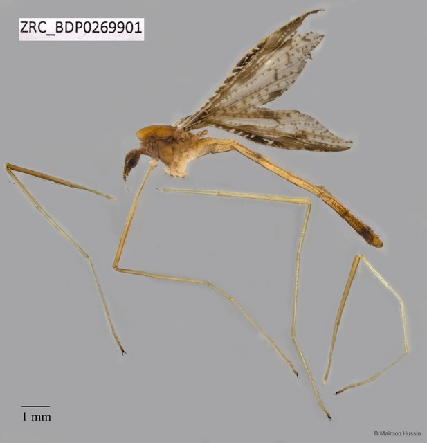 Tipulinae sp. "ZRCBDP0269901" • © Maimon Hussin • All Rights Reserved