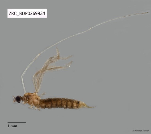 Tipulinae sp. "ZRCBDP0269934" • © Maimon Hussin • All Rights Reserved