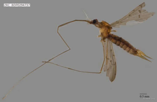 Tipulinae sp. "ZRCBDP0294737" • © Rene Ong • All Rights Reserved