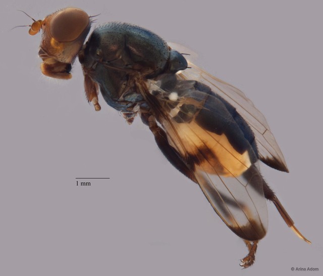 Ulidiidae sp. "ZRCBDP0052378" • © Arina Adom • All Rights Reserved