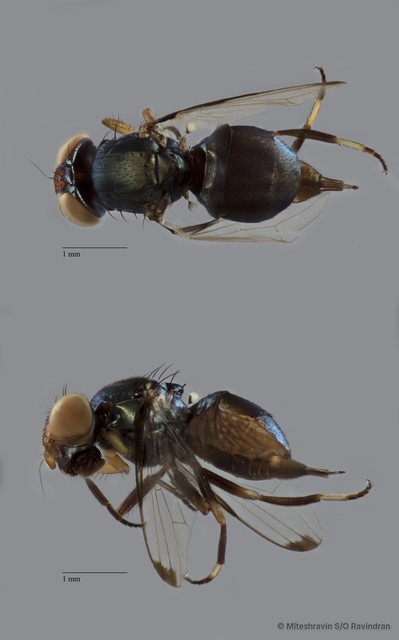 Ulidiidae sp. "ZRCBDP0100712" • © Miteshravin S/O Ravindran • All Rights Reserved