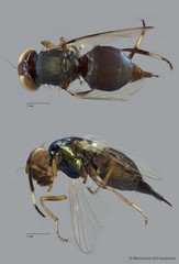 Physiphora clausa • © Miteshravin S/O Ravindran • All Rights Reserved