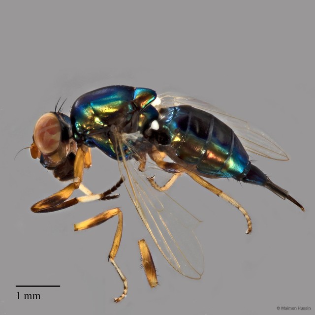 Physiphora clausa • © Maimon Hussin • All Rights Reserved