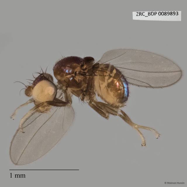 Xenasteiidae sp. "ZRCBDP0017633" • © Maimon Hussin • All Rights Reserved