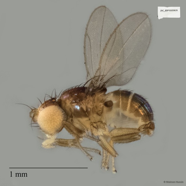 Xenasteiidae sp. "ZRCBDP0017823" • © Maimon Hussin • All Rights Reserved