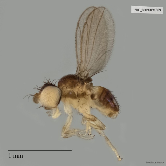 Xenasteiidae sp. "ZRCBDP0019879" • © Maimon Hussin • All Rights Reserved