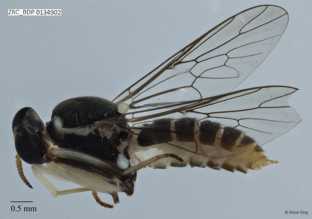 Solva sp. "ZRCBDP0016642"