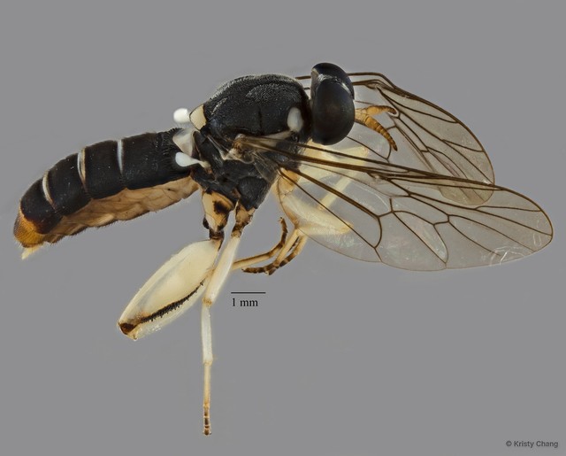 Solva sp. "ZRCBDP0041242"