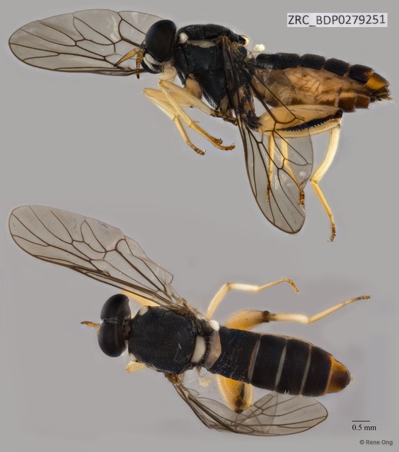 Solva sp. "ZRCBDP0041242"