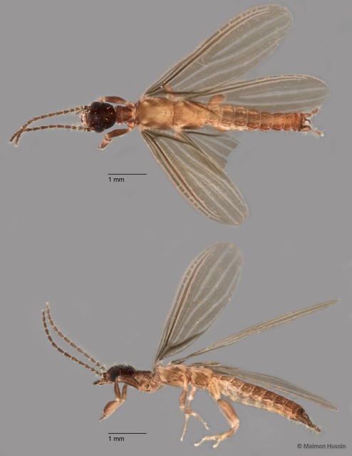 Oligotomidae sp. "ZRCBDP0072041" • © Maimon Hussin • All Rights Reserved