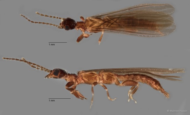 Oligotomidae sp. "ZRCBDP0072051" • © Maimon Hussin • All Rights Reserved
