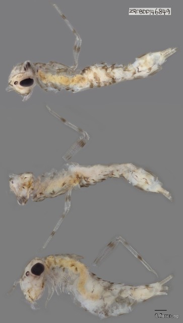 Ephemeroptera sp. "ZRCBDP146849" • © Rene Ong • All Rights Reserved