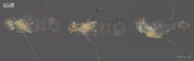 Ephemeroptera sp. "ZRCBDP164642" • © Rene Ong • All Rights Reserved