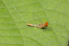 Cloeon bengalense • © Marcus Ng Fu Chuan • All Rights Reserved