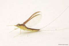 Cloeon bengalense • © Marcus Ng Fu Chuan • All Rights Reserved