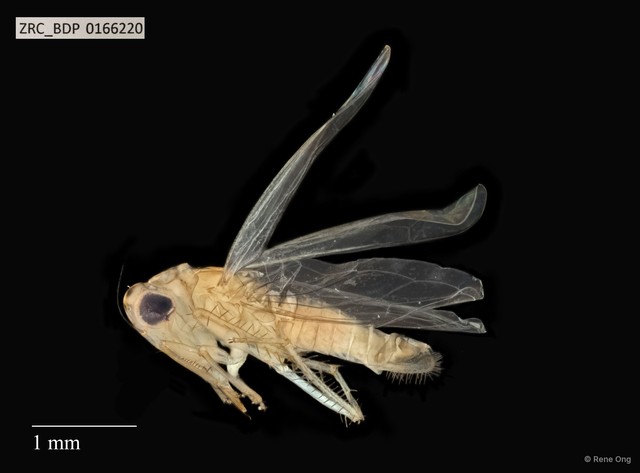 Hemiptera sp. "ZRCBDP0014960" • © Rene Ong • All Rights Reserved