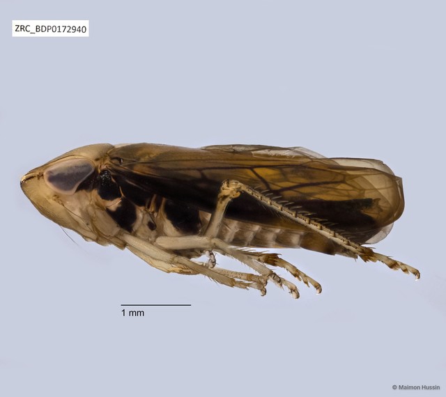 Hemiptera sp. "ZRCBDP0076225" • © Maimon Hussin • All Rights Reserved
