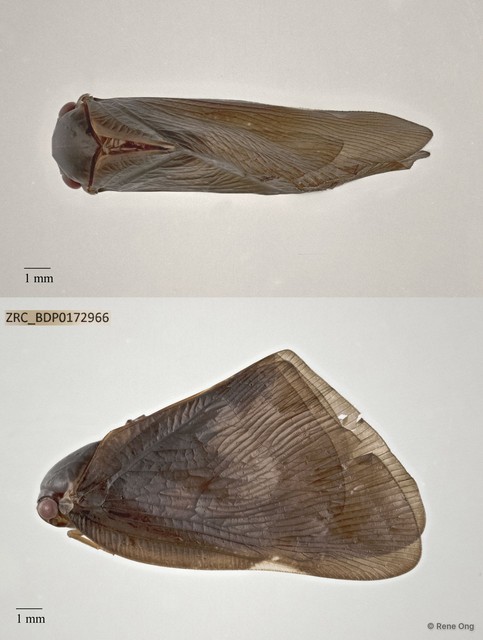 Hemiptera sp. "ZRCBDP0076236" • © Rene Ong • All Rights Reserved
