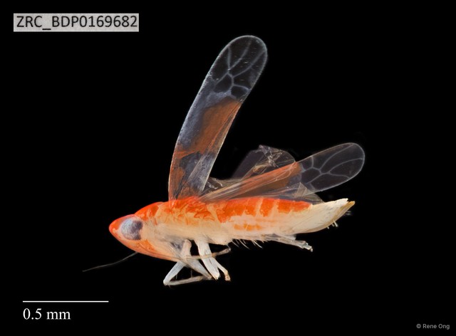 Hemiptera sp. "ZRCBDP0076237" • © Rene Ong • All Rights Reserved
