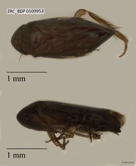 Hemiptera sp. "ZRCBDP0076246"