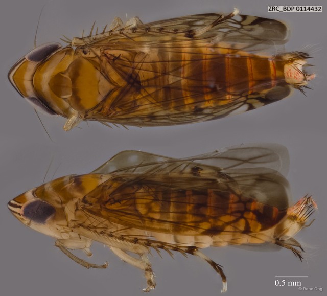 Hemiptera sp. "ZRCBDP0076252"