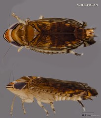 Hemiptera sp. "ZRCBDP0076252"