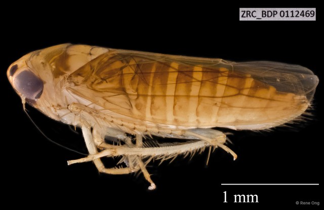 Hemiptera sp. "ZRCBDP0076254" • © Rene Ong • All Rights Reserved