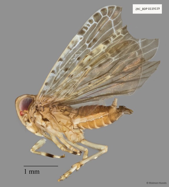 Hemiptera sp. "ZRCBDP0076269" • © Maimon Hussin • All Rights Reserved