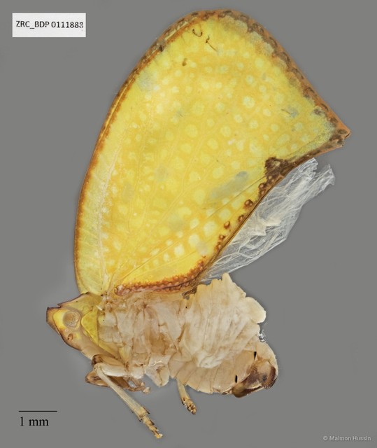 Hemiptera sp. "ZRCBDP0076304" • © Maimon Hussin • All Rights Reserved