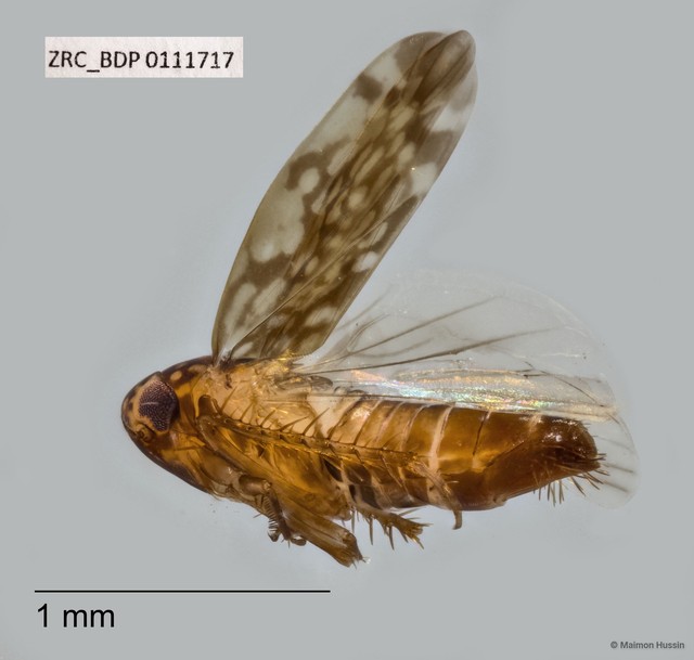 Hemiptera sp. "ZRCBDP0076320" • © Maimon Hussin • All Rights Reserved
