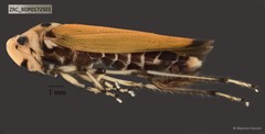 Hemiptera sp. "ZRCBDP0076463"