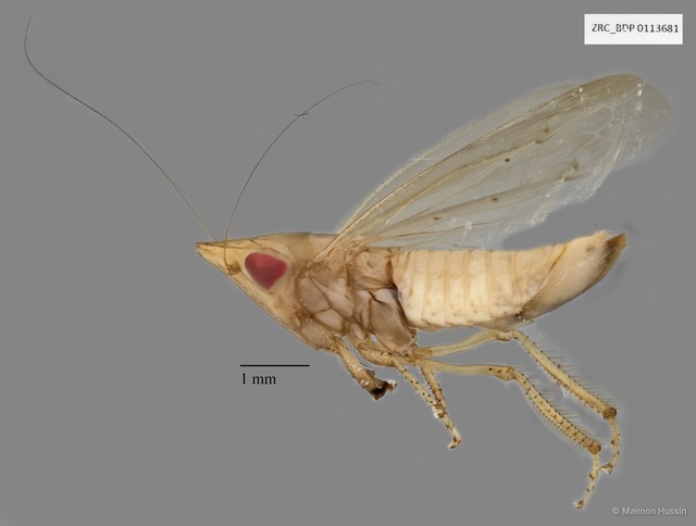 Hemiptera sp. "ZRCBDP0076482" • © Maimon Hussin • All Rights Reserved
