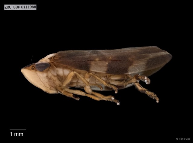 Hemiptera sp. "ZRCBDP0078290" • © Rene Ong • All Rights Reserved