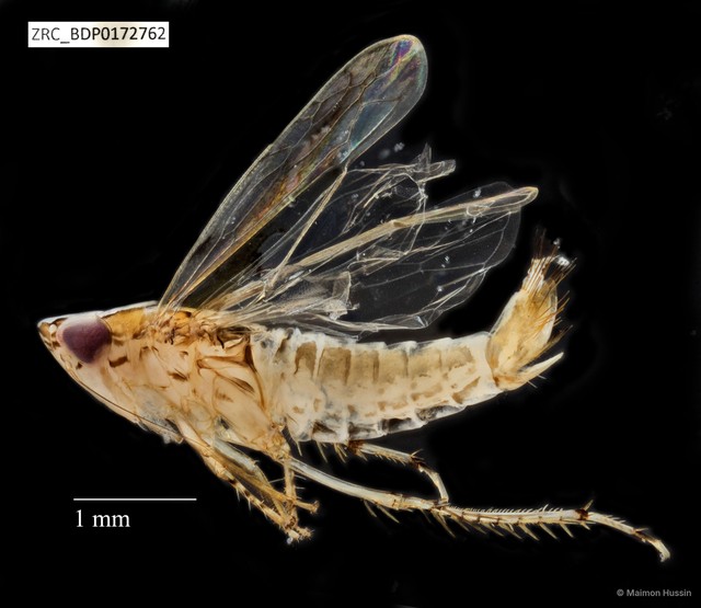 Hemiptera sp. "ZRCBDP0078318" • © Maimon Hussin • All Rights Reserved