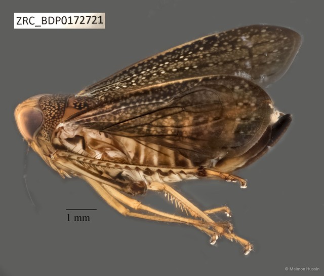 Hemiptera sp. "ZRCBDP0078343" • © Maimon Hussin • All Rights Reserved
