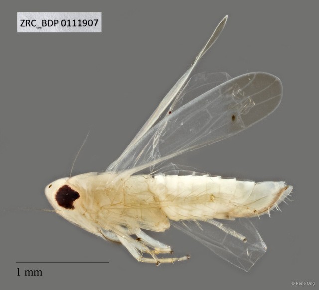 Hemiptera sp. "ZRCBDP0078348" • © Rene Ong • All Rights Reserved