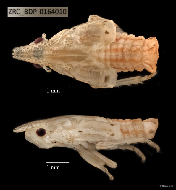 Hemiptera sp. "ZRCBDP0087686"