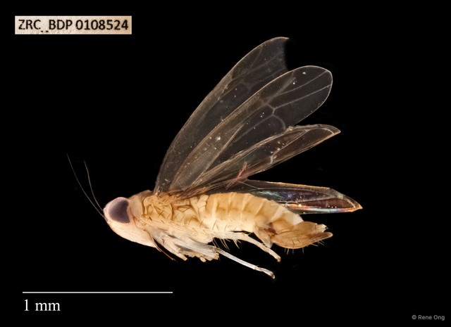 Hemiptera sp. "ZRCBDP0108481" • © Rene Ong • All Rights Reserved