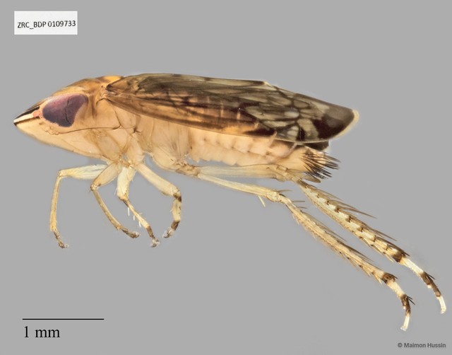 Hemiptera sp. "ZRCBDP0108485" • © Maimon Hussin • All Rights Reserved