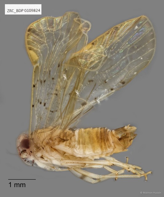 Hemiptera sp. "ZRCBDP0108488" • © Maimon Hussin • All Rights Reserved