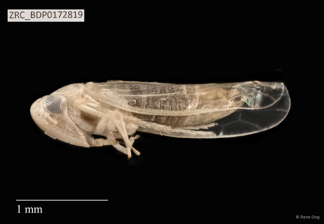 Hemiptera sp. "ZRCBDP0108494" • © Rene Ong • All Rights Reserved