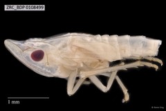 Hemiptera sp. "ZRCBDP0108499"